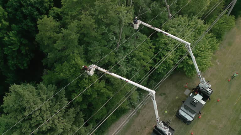 How Our Tree Care Process Works  in  Halesite, NY